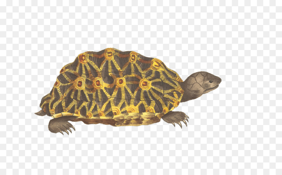 Tortues Boîtes，Tortue PNG