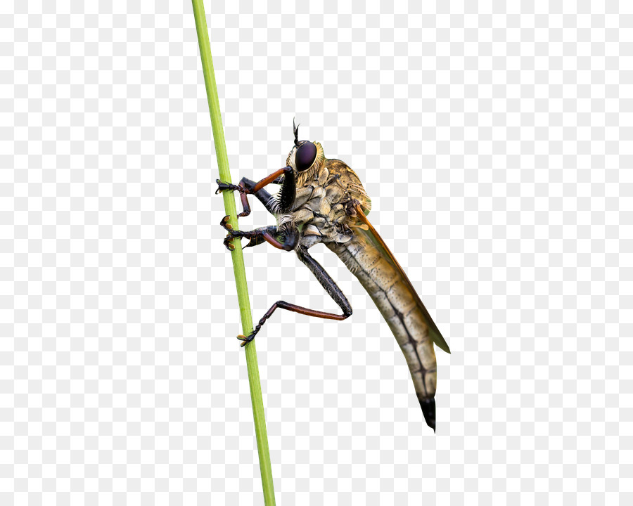 Scarabée，Papillon PNG