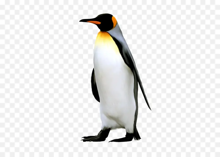 Pingouin，King Pingouin PNG
