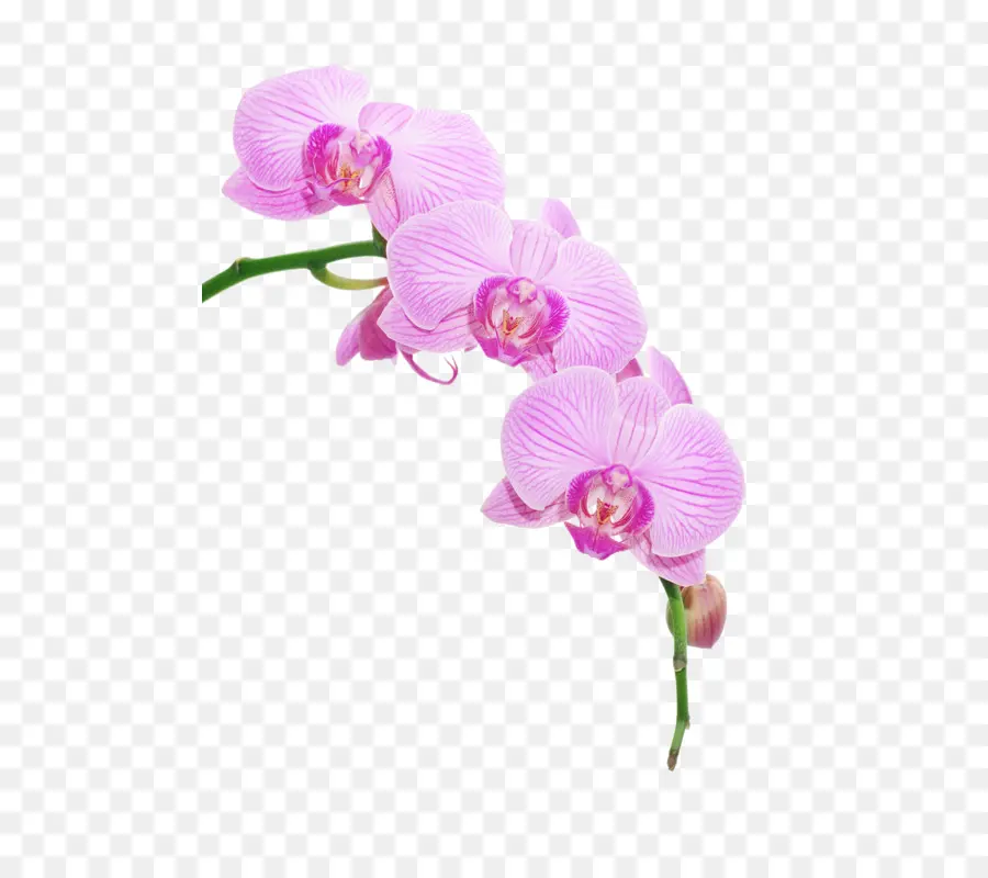 Orchidées，Modèle PNG