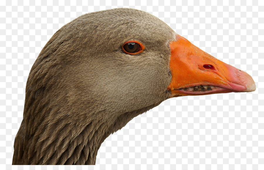 Oie，Oiseau PNG