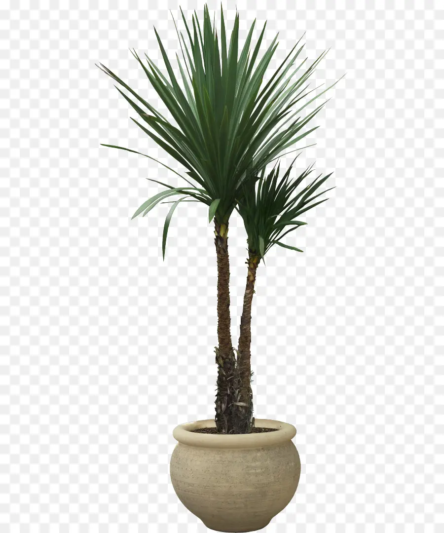 Plante En Pot，Vert PNG