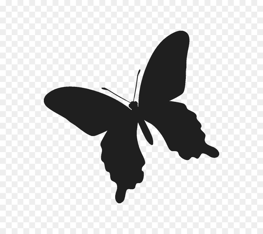 Papillon Noir，Insecte PNG