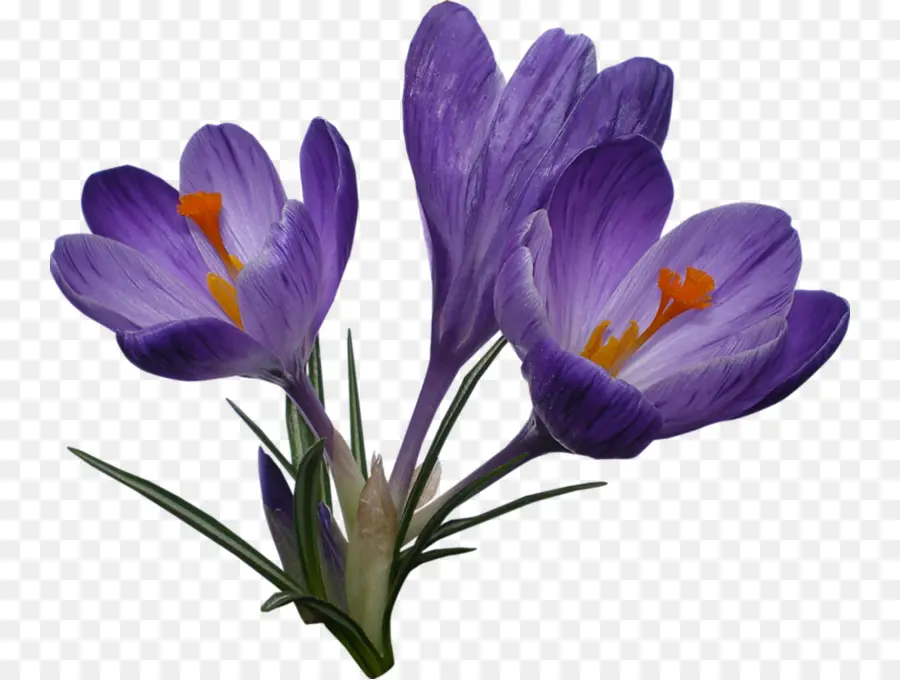 Fleurs，Violet PNG