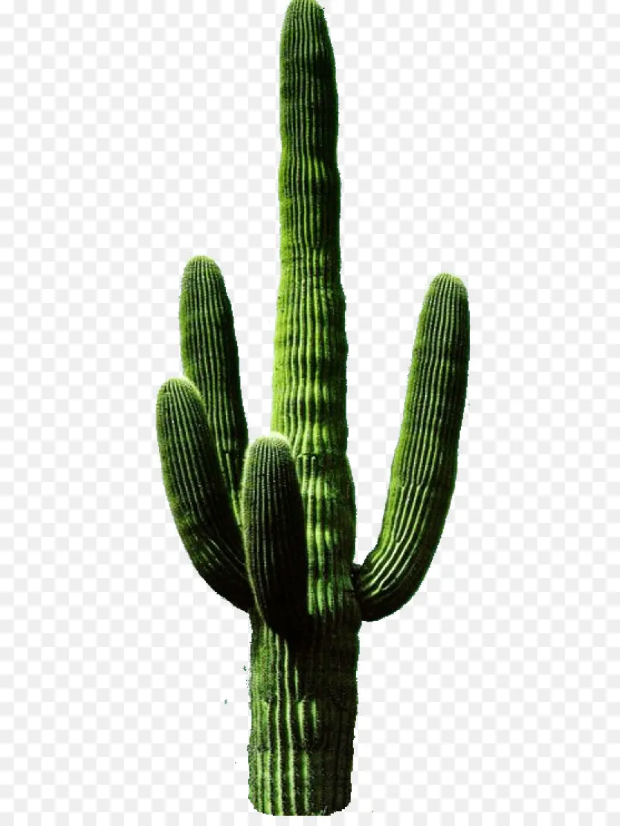 Cactus，Désert PNG