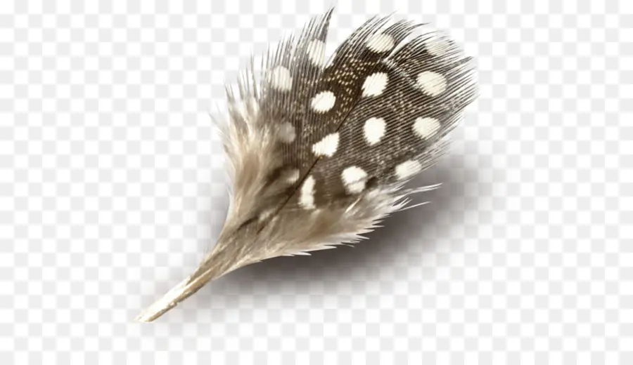 Plume，Taches PNG