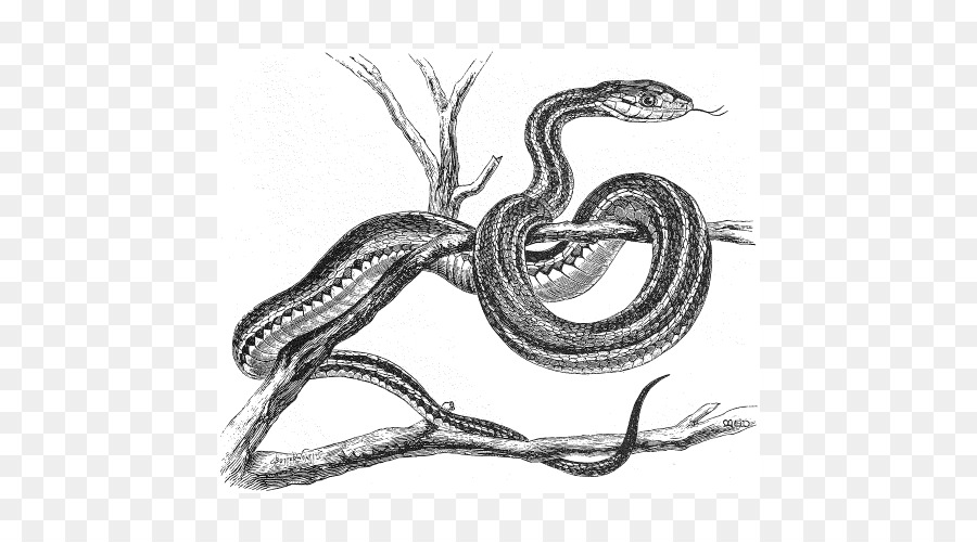 Serpent，Reptile PNG