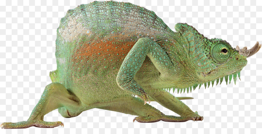 Lézard，Reptile PNG