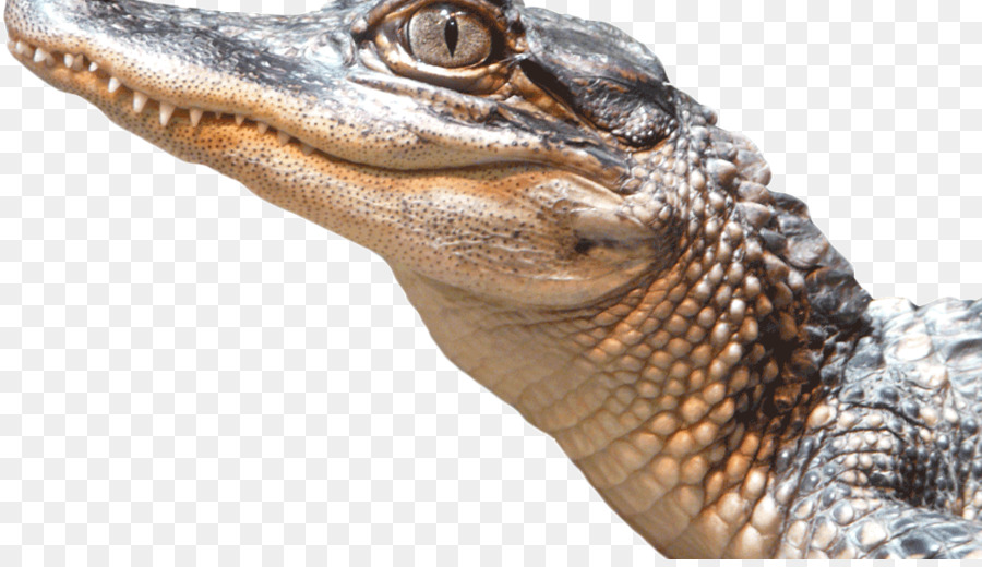L Alligator Américain，Crocodile PNG