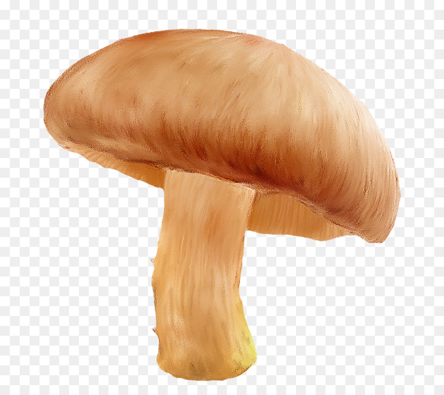 Champignons，Comestible PNG