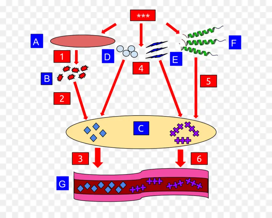 Diagramme Biologique，Biologie PNG