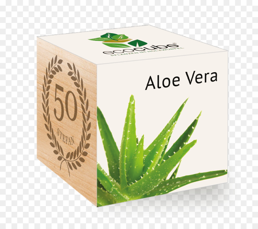 L Aloe Vera，Les Plantes PNG