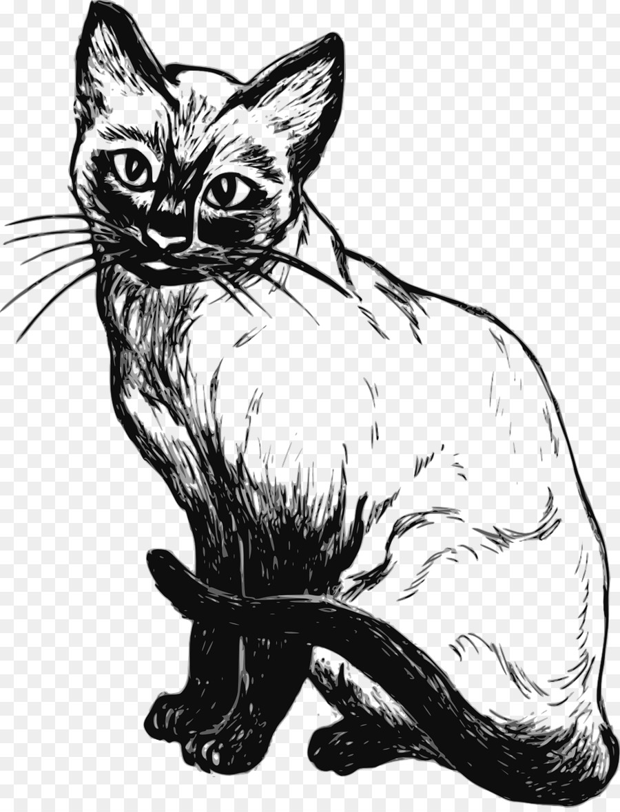 Chat，Animal De Compagnie PNG