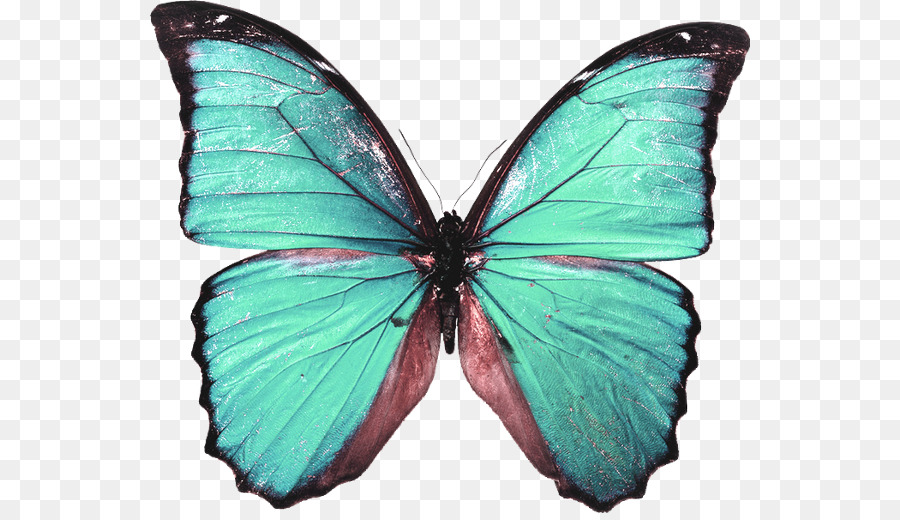 Papillon，L Art PNG