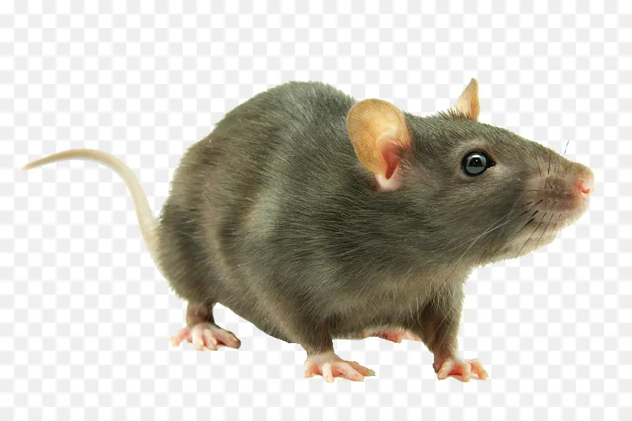 Rats，Rongeur PNG