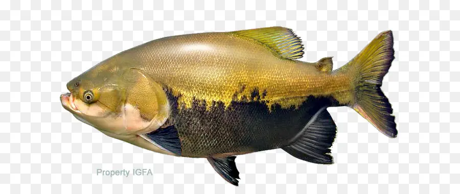 Poisson，Aquatique PNG