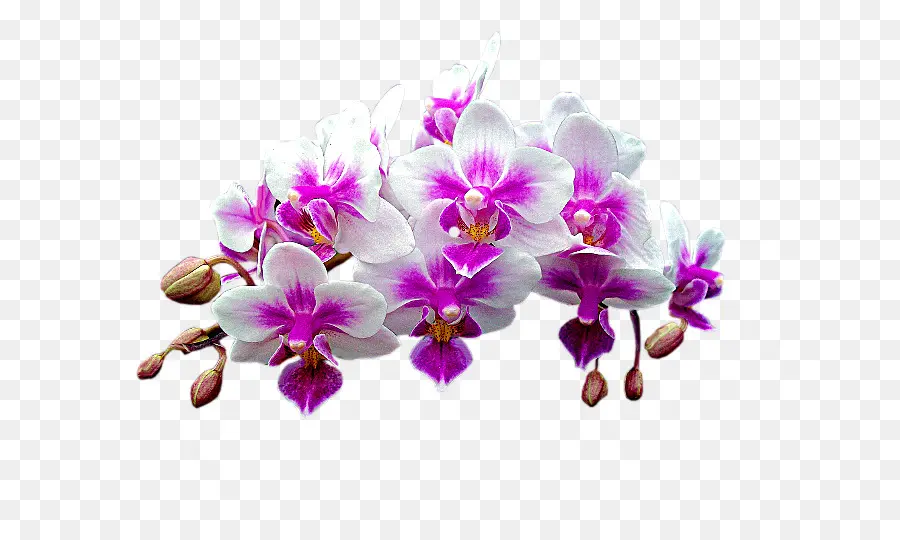 Orchidée，Floraison PNG