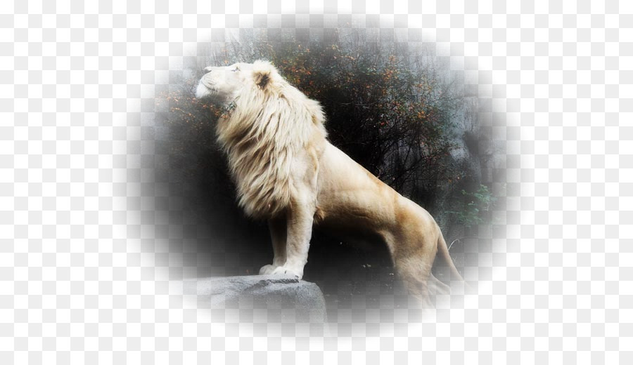 Lion Blanc，Tigre PNG