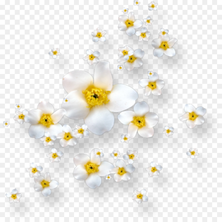 Fleurs Blanches，Fleurir PNG