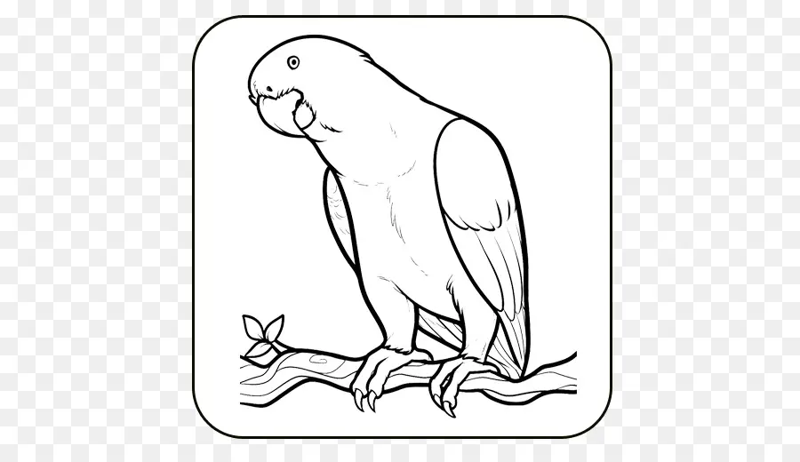 Dessin De Perroquet，Oiseau PNG