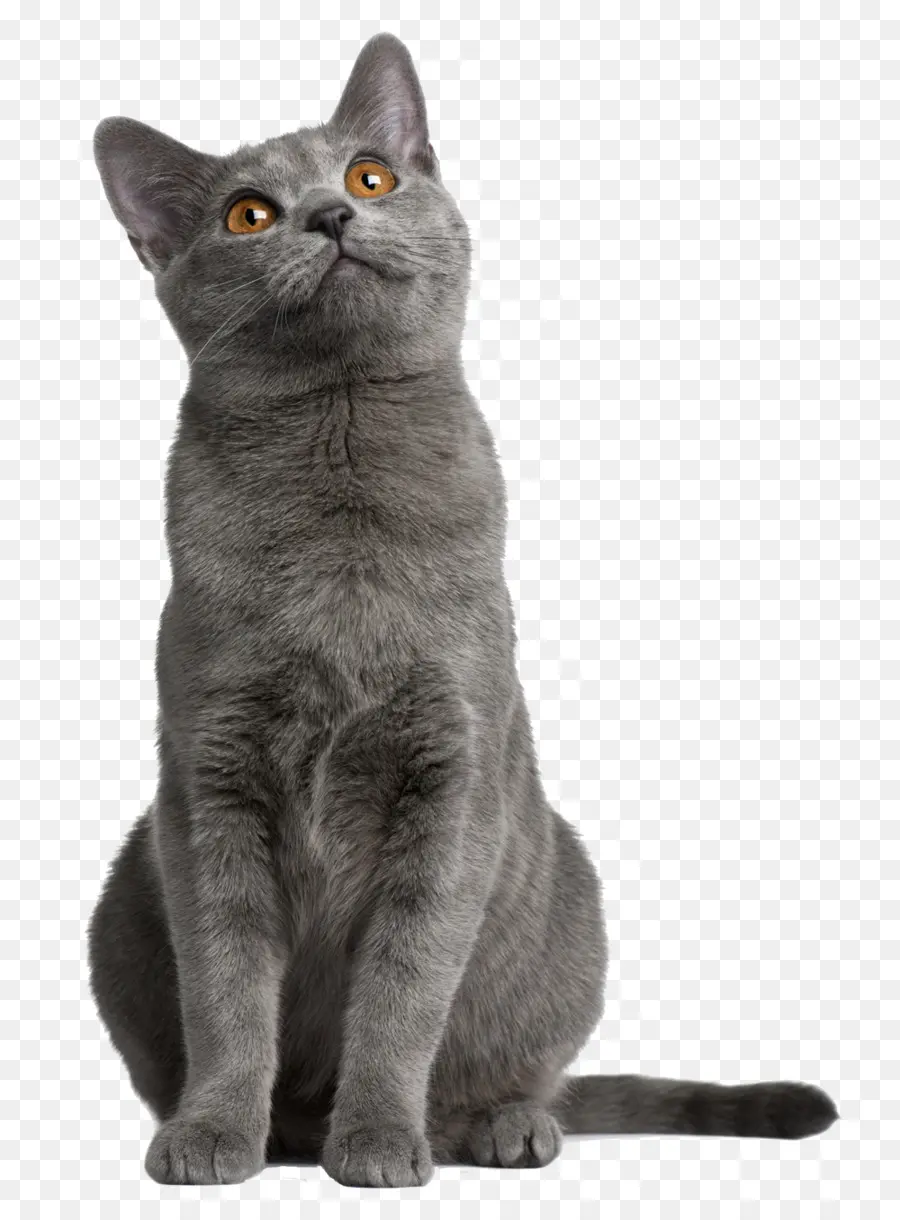 Chat，Animal De Compagnie PNG