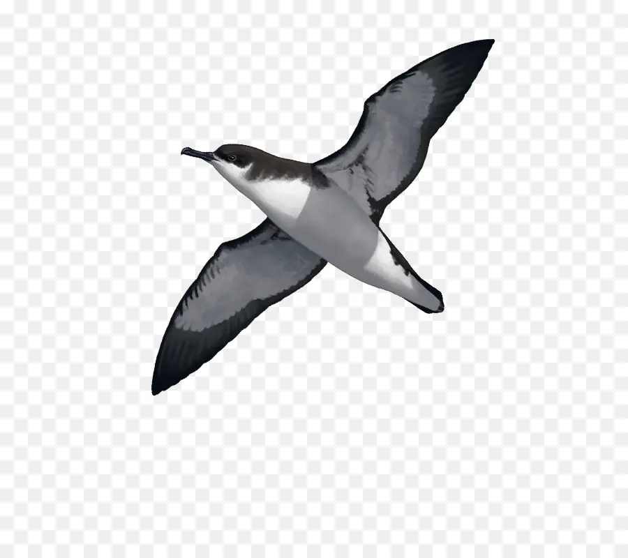 Oiseau，Manx Shearwater PNG
