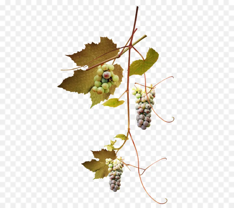 Raisins，Vigne PNG