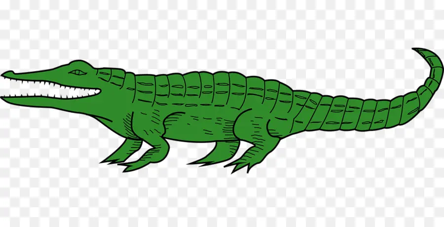 Crocodile，Les Alligators PNG