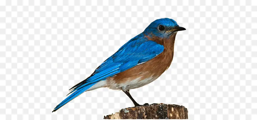 Oiseau，Oriental Bluebird PNG