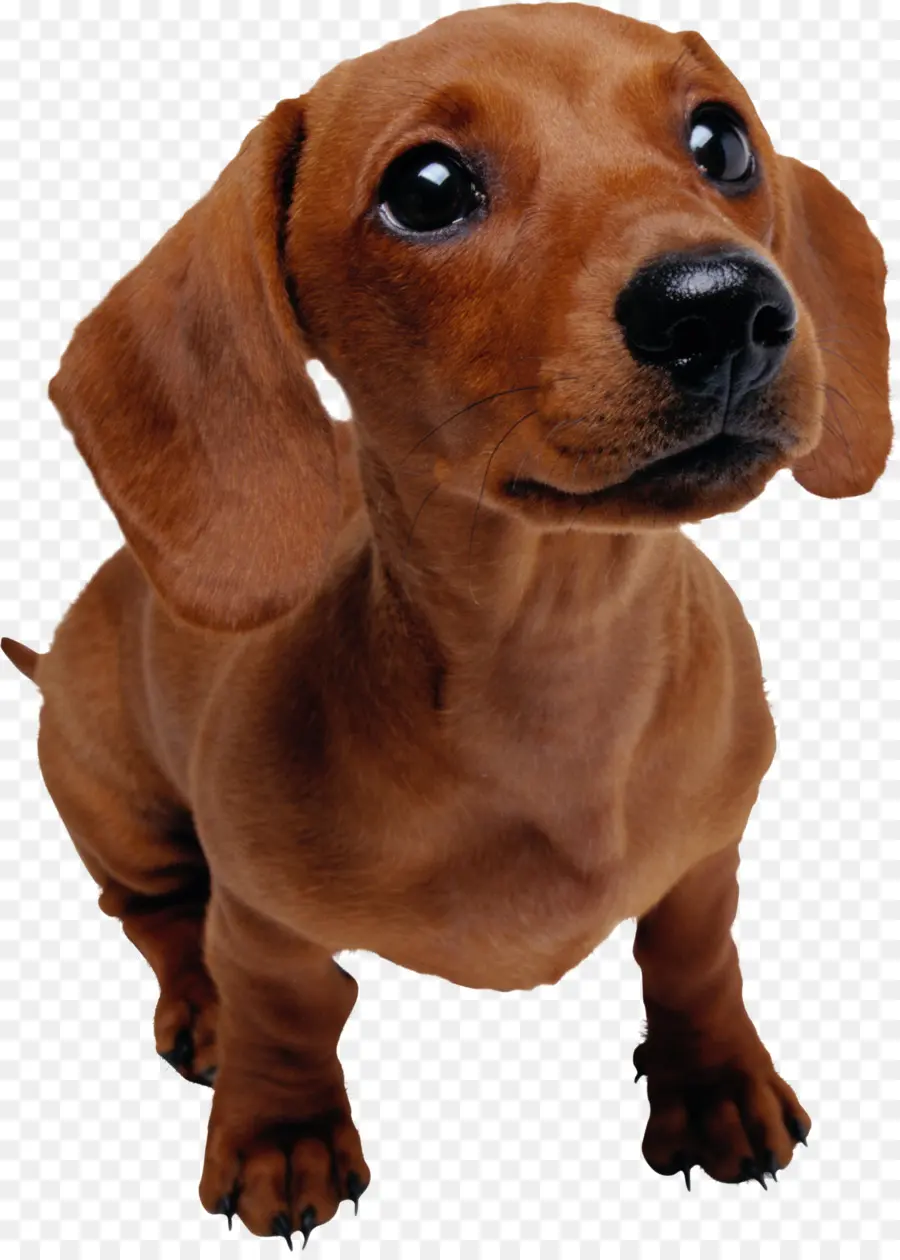 Chiot Teckel，Chien PNG