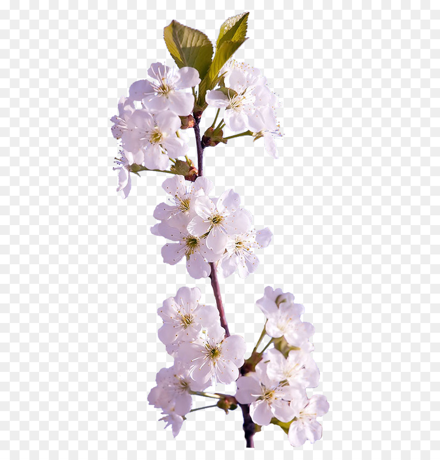 Fleurs De Cerisier Blanches，Fleurs PNG