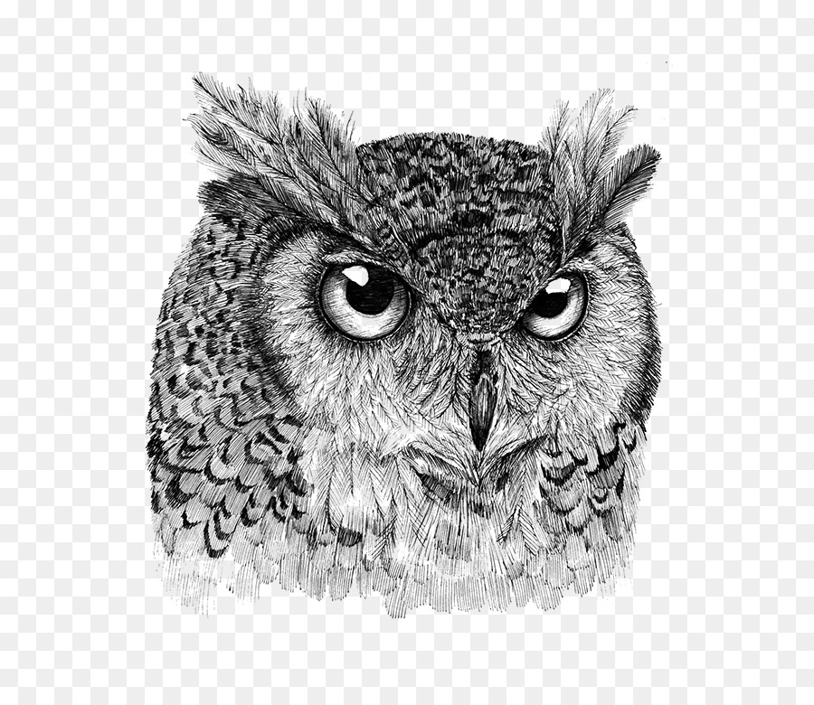 Hibou，Bifurquer PNG