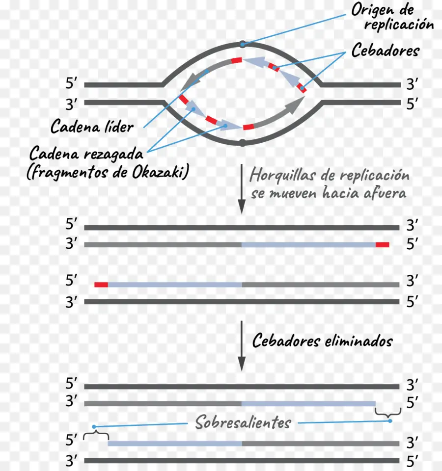 Réplication De L'adn，Génétique PNG