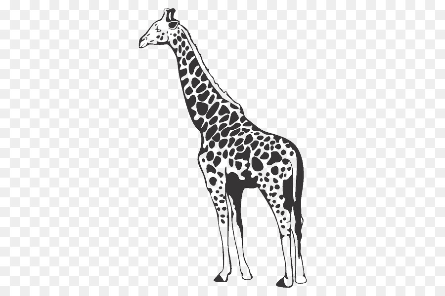 Girafe，Taches PNG