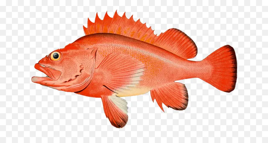 Poisson Coloré，Aquatique PNG