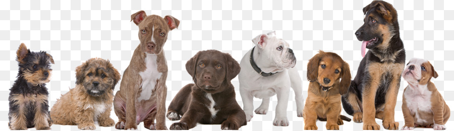 Chiots，Chiens PNG