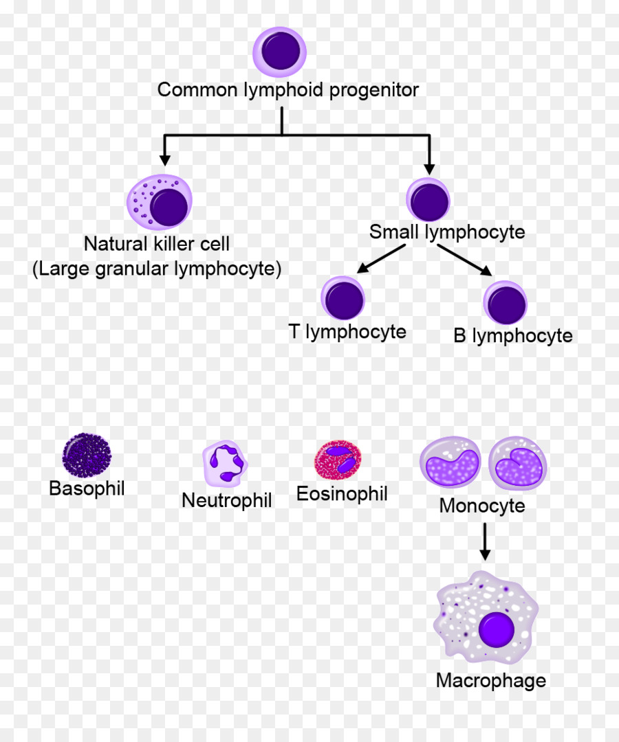 Diagramme Des Cellules Lymphoïdes，Système Immunitaire PNG