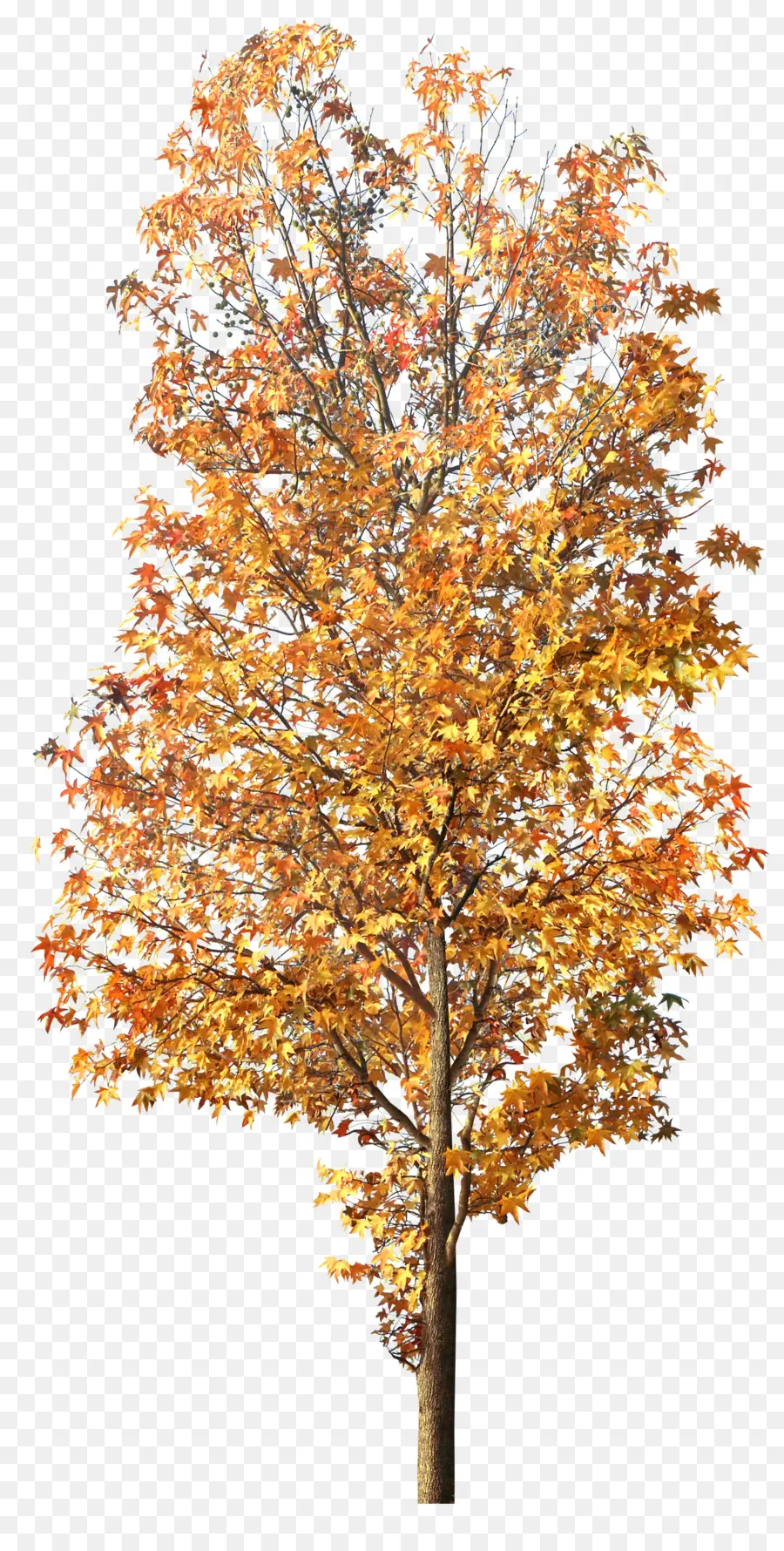 Arbre，Feuilles PNG