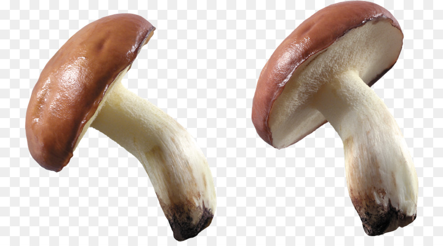 Champignons，Brun PNG