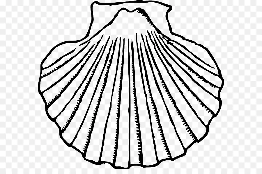 Coquillage，Coquille PNG