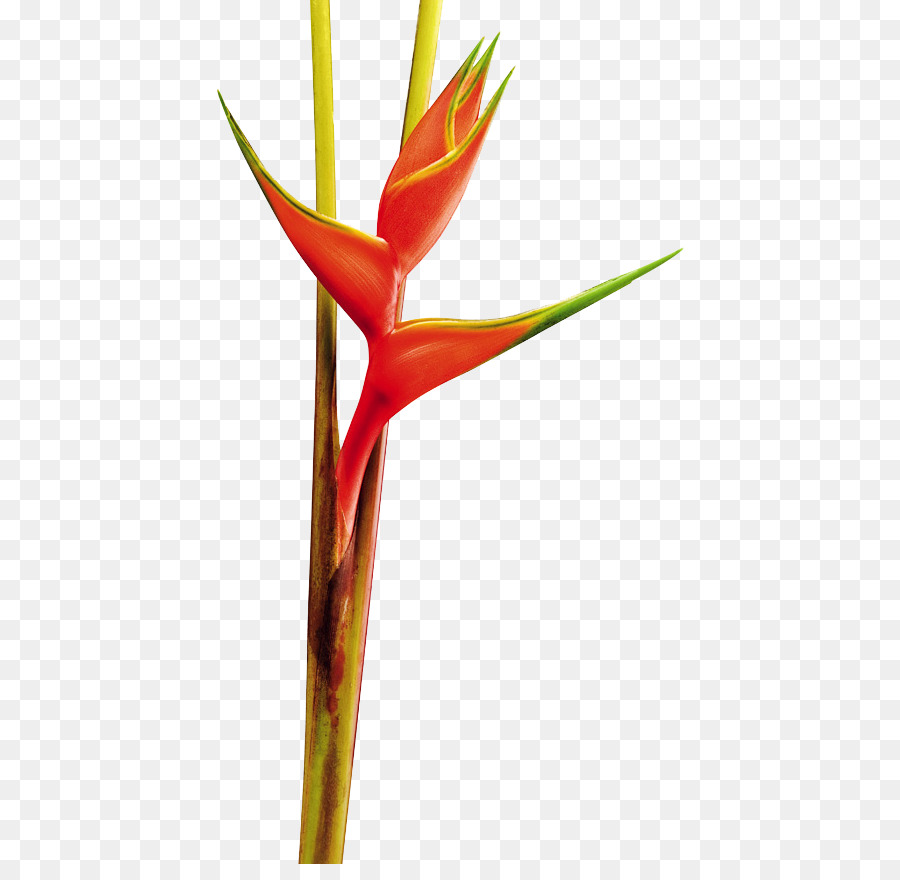 Fleur D'héliconie，Tropical PNG