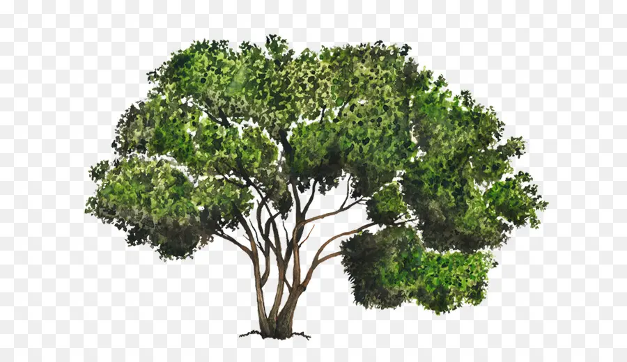 Boxelder D érable，Branche PNG