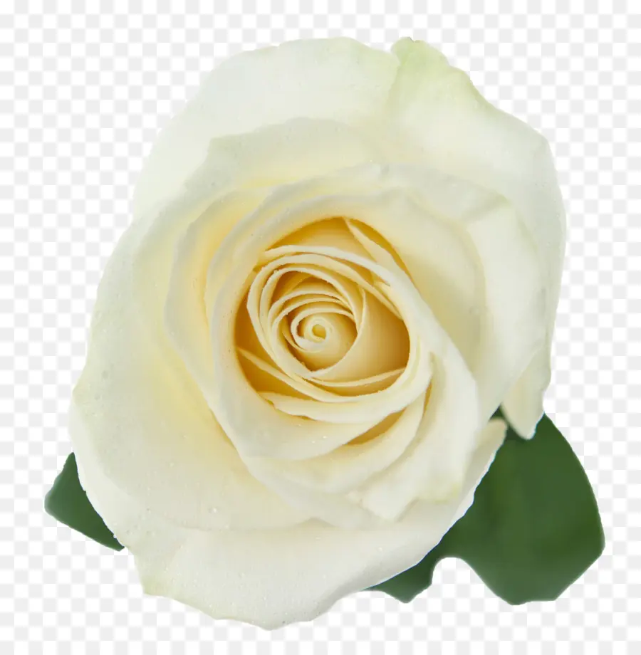 Rose Blanche，Floraison PNG