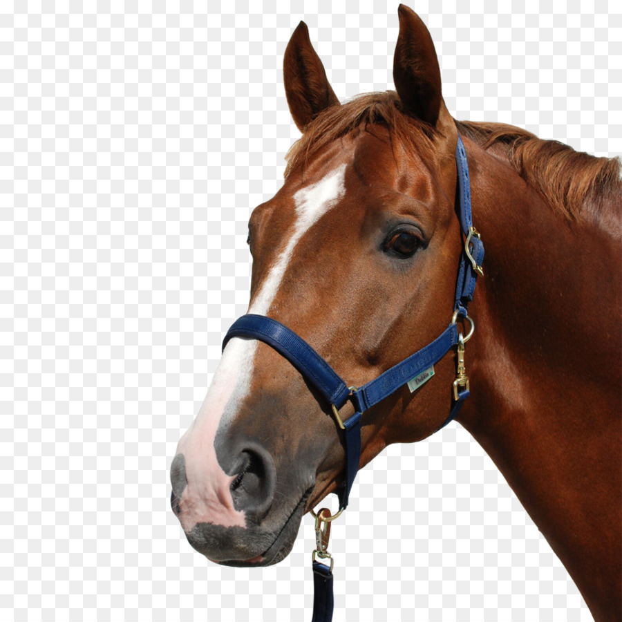 Cheval Brun，Bride PNG