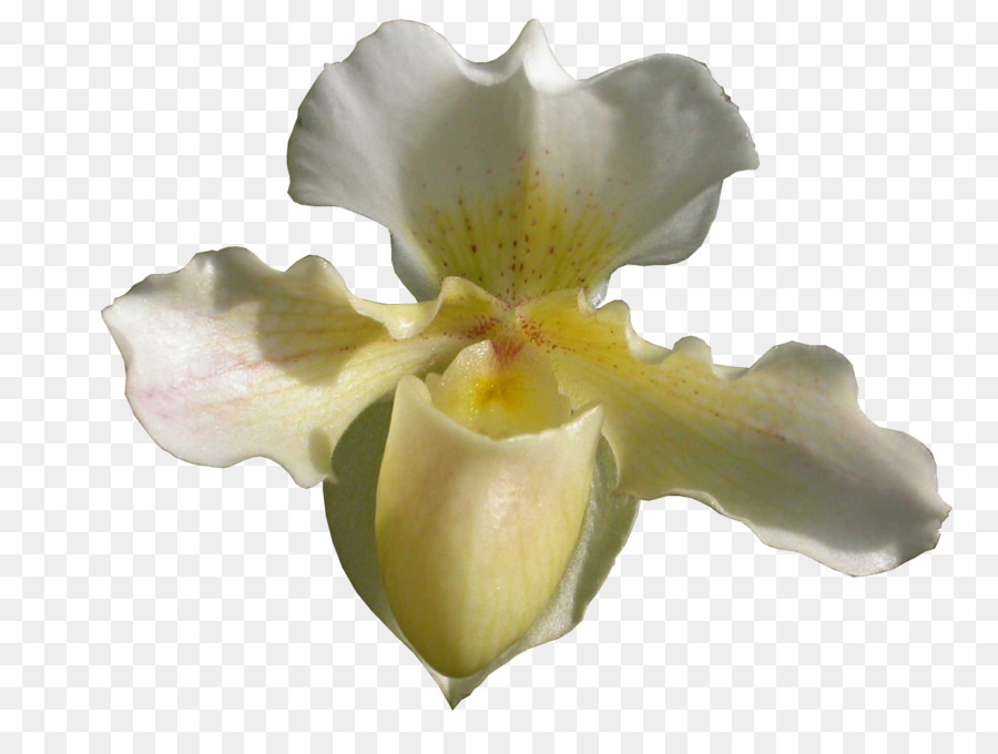 Les Orchidées，Dame Sslipper PNG
