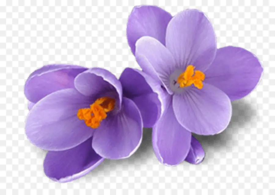 Fleurs Violettes，Crocus PNG