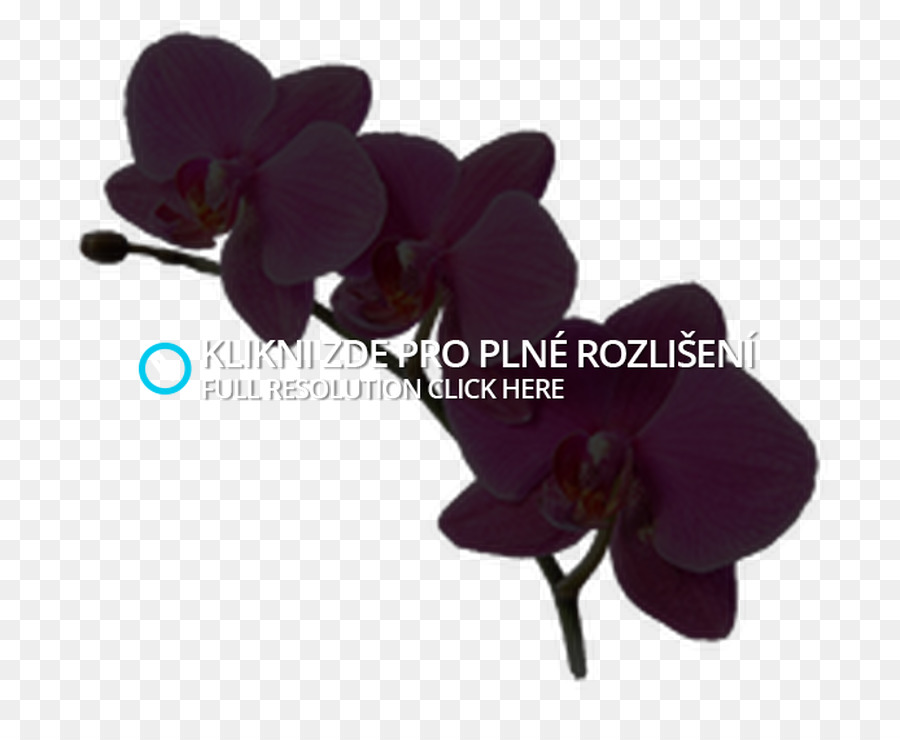 Orchidées，Fleur Artificielle PNG
