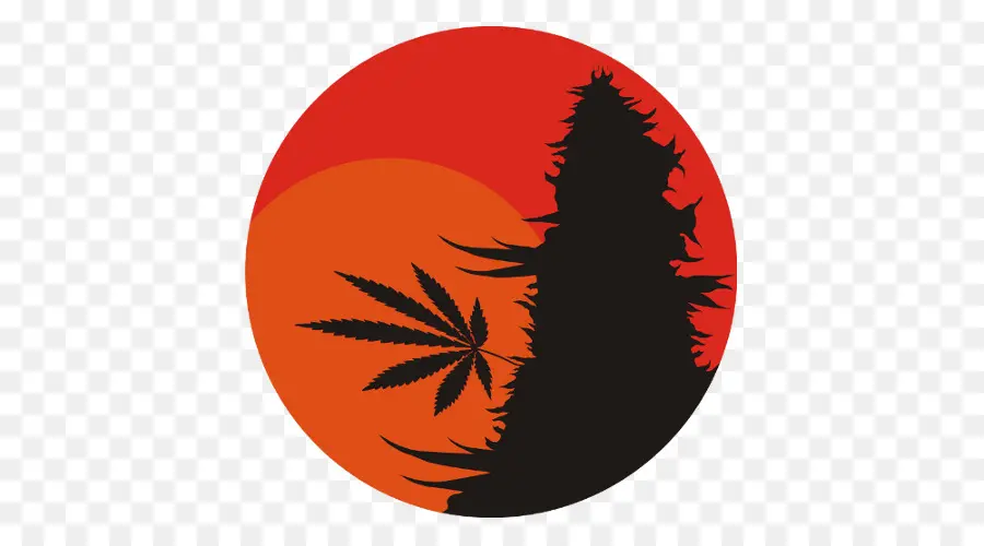 Plante De Cannabis，Feuille PNG