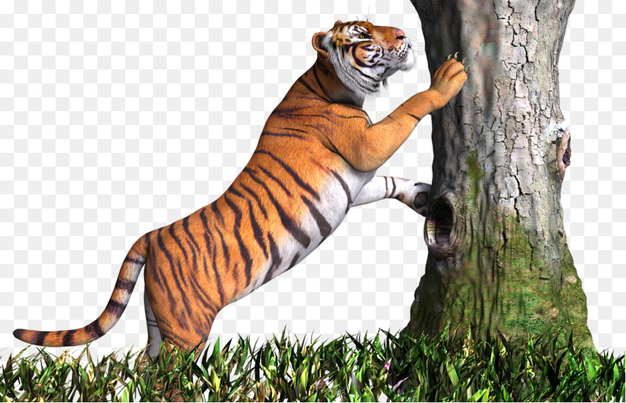 Tigre，Arbre PNG