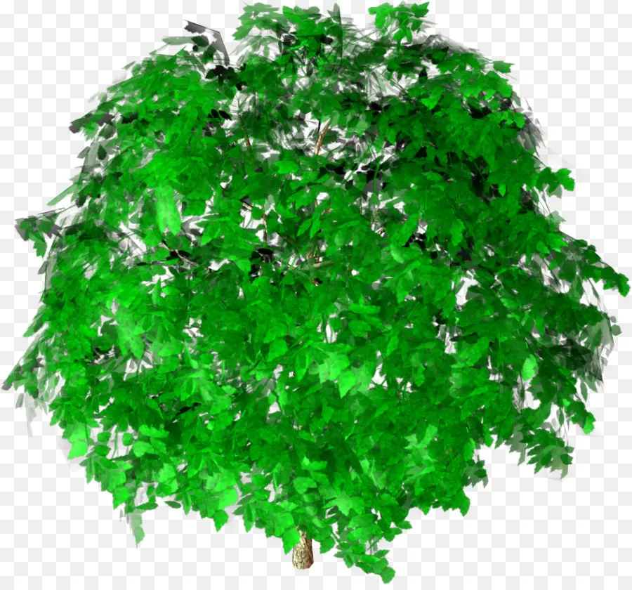 Arbre，Feuilles PNG